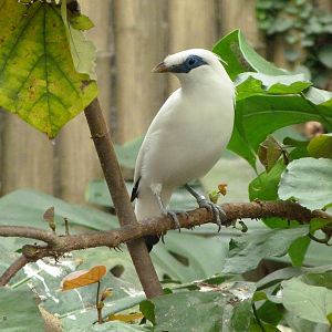 Bali myna -Zoo d'Asson (2025)