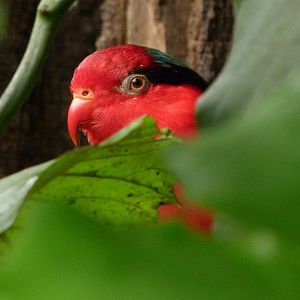 Stella’s lorikeet -Zoo d'Asson (2025)
