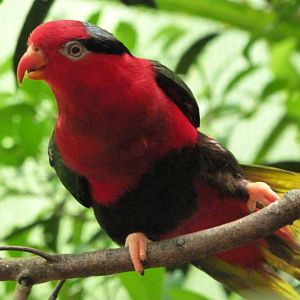 Stella’s lorikeet -Zoo d'Asson (2025)