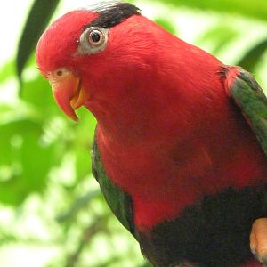 Stella’s lorikeet -Zoo d'Asson (2025)