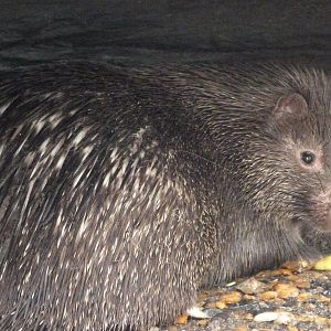 Phillipine porcupine -Zoo d'Asson (2025)