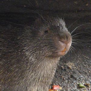 Phillipine porcupine -Zoo d'Asson (2025)