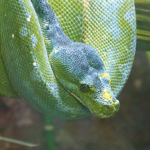 Green tree python -Zoo d'Asson (2025)