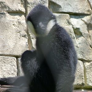Northern white-cheeked gibbon -Zoo d'Asson (2025)
