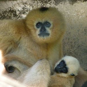 Northern white-cheeked gibbons -Zoo d'Asson (2025)