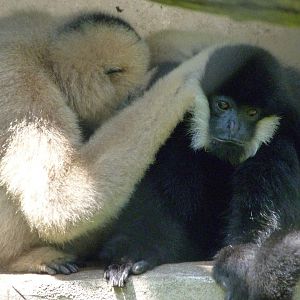 Northern white-cheeked gibbons -Zoo d'Asson (2025)
