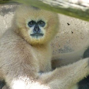Northern white-cheeked gibbon -Zoo d'Asson (2025)