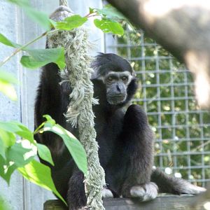 Pielated gibbon -Zoo d'Asson (2025)