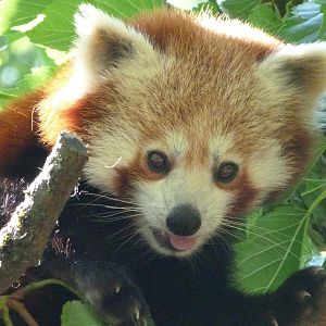 Himalayan red panda -Zoo d'Asson (2025)