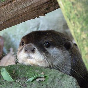 Asian short-clawed otter -Zoo d'Asson (2025)