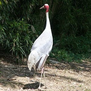 Indian sarus crane -Zoo d'Asson (2025)