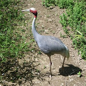 Indian sarus crane -Zoo d'Asson (2025)