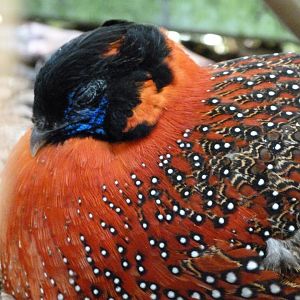 Satyr tragopan -Zoo d'Asson (2025)