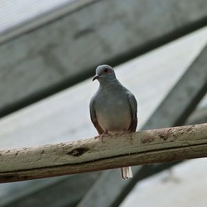 Diamond dove -Zoo d'Asson (2025)