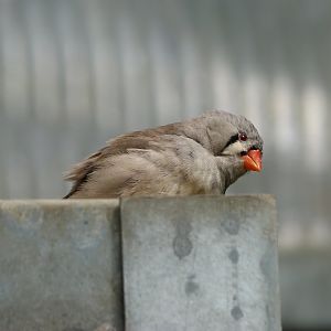 Zebra finch -Zoo d'Asson (2025)