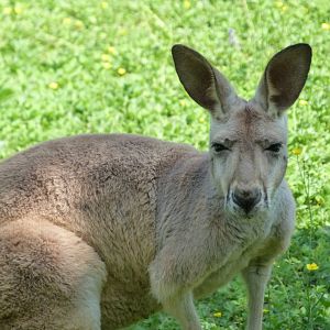 Red kangaroo -Zoo d'Asson (2025)