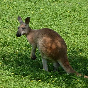 Red kangaroo -Zoo d'Asson (2025)