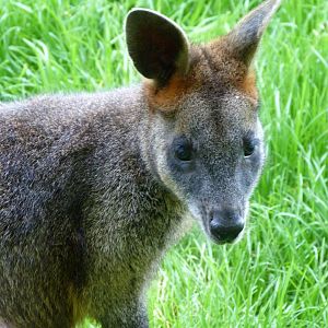 Swamp wallaby -Zoo d'Asson (2025)