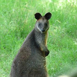 Swamp wallaby -Zoo d'Asson (2025)