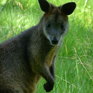 Swamp wallaby -Zoo d'Asson (2025)