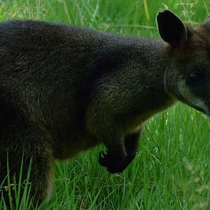 Swamp wallaby -Zoo d'Asson (2025)