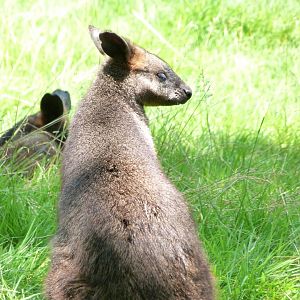 Swamp wallaby -Zoo d'Asson (2025)