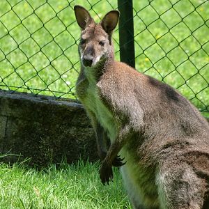 Bennett’s wallaby -Zoo d'Asson (2025)