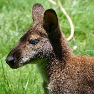 Bennett’s wallaby -Zoo d'Asson (2025)