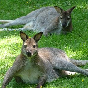 Bennett’s wallabies -Zoo d'Asson (2025)