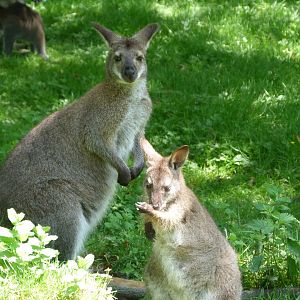 Bennett’s wallabies -Zoo d'Asson (2025)