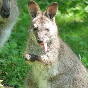 Bennett’s wallaby -Zoo d'Asson (2025)
