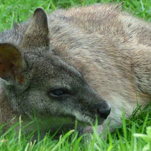 Parma wallaby -Zoo d'Asson (2025)