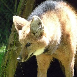 Maned wolf -Zoo d'Asson (2025)