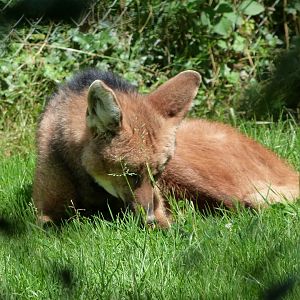 Maned wolf -Zoo d'Asson (2025)