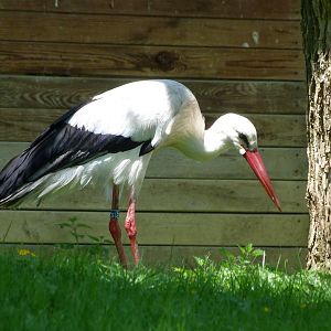 European white stork -Zoo d'Asson (2025)