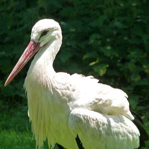 European white stork -Zoo d'Asson (2025)