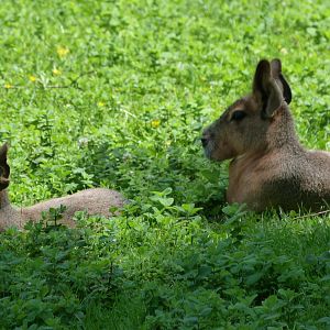 Patagonian maras -Zoo d'Asson (2025)