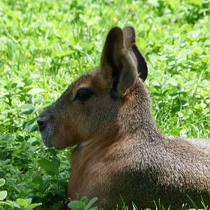 Patagonian mara -Zoo d'Asson (2025)