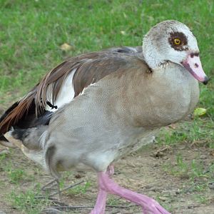 Nile goose -Zoo d'Asson (2025)