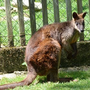 Swamp wallaby -Zoo d'Asson (2025)