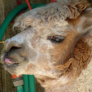 Alpaca -Zoo d'Asson (2025)