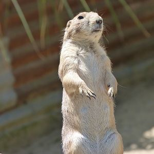Black-tailed prairie dog -Zoo d'Asson (2025)