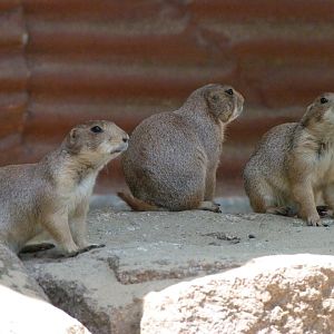 Black-tailed prairie dogs -Zoo d'Asson (2025)