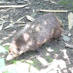 Dark cusimanse -Zoo d'Asson (2025)