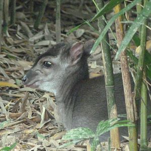Western blue duiker -Zoo d'Asson (2025)