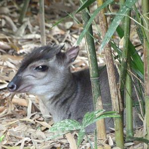Western blue duiker -Zoo d'Asson (2025)
