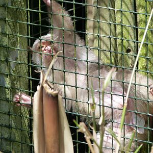 Silvery marmoset -Zoo d'Asson (2025)