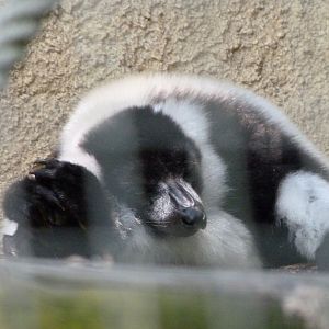 Black-and-white ruffed lemur -Zoo d'Asson (2025)