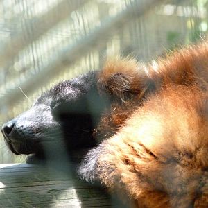 Red ruffed lemur -Zoo d'Asson (2025)