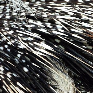 Cape porcupine -Zoo d'Asson (2025)